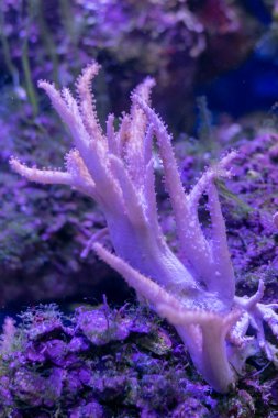Balık ve mercan ile sualtı dünyasında güzel deniz çiçek. 