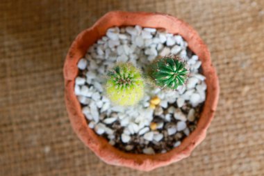 Yemek saatinde kaktüs çiçekleri.