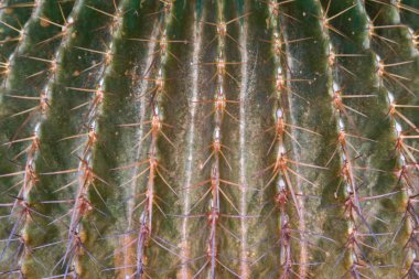 Öğle yemeğinde kaktüs çiçekleri. C Dikenleri üzerinde seçici odak