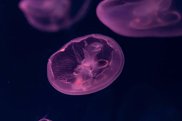 클로즈업 해파리, 네온 빛 물고기 탱크에 메 두 사 Jellyfi — 스톡 사진