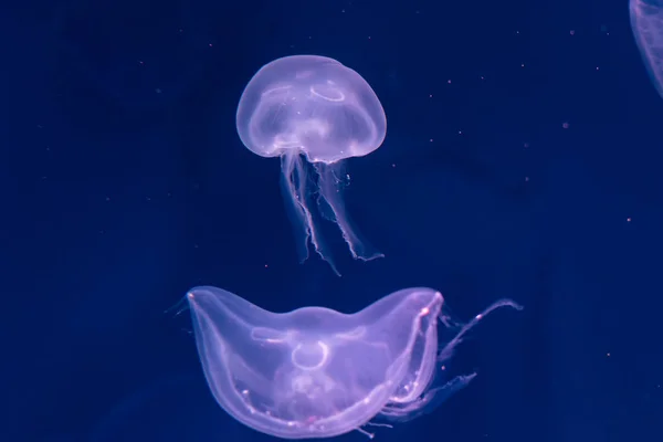 Jellyfish primer plano, Medusa en pecera con luz de neón. Jellyfi. —  Fotos de Stock