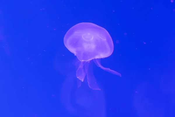 Jellyfish close-up, Medusa em tanque de peixe com luz de néon. Jellyfi. — Fotografia de Stock