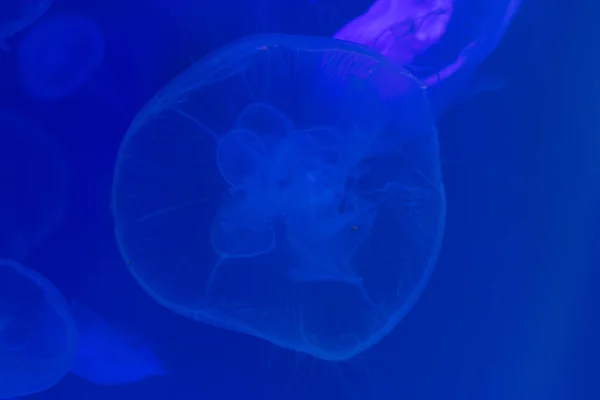 Nære Jellyfish, Medusa i akvariet med neonlys. Jellyfi – stockfoto