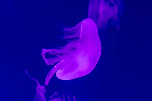 Jellyfish close-up, Medusa em tanque de peixe com luz de néon. Jellyfi. — Fotografia de Stock