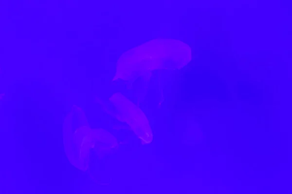 Jellyfish close-up, Medusa em tanque de peixe com luz de néon. Jellyfi. — Fotografia de Stock