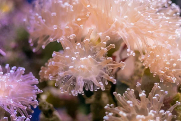 Beautiful sea flower in underwater world with corals  and fish.