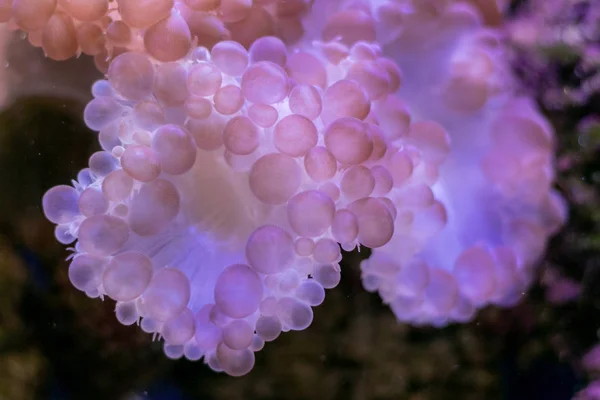 Bela flor do mar no mundo subaquático com corais e peixes . — Fotografia de Stock