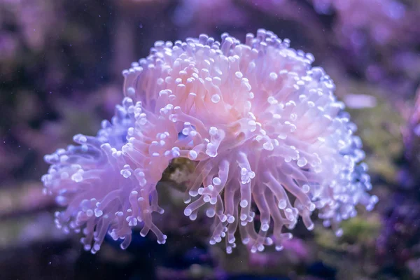 Beautiful sea flower in underwater world with corals  and fish.