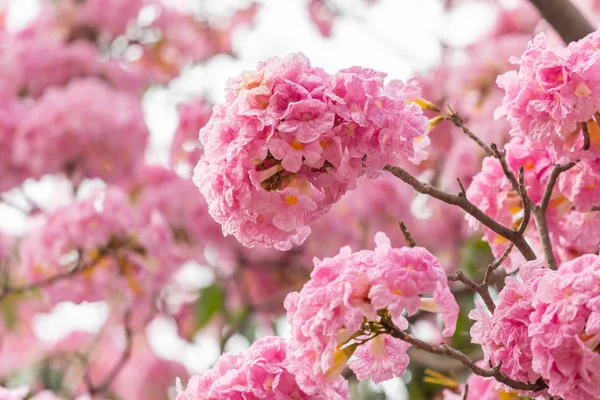 Pembe çiçek ve ağaç dalı arkaplanı bulanıklaştırır — Stok fotoğraf