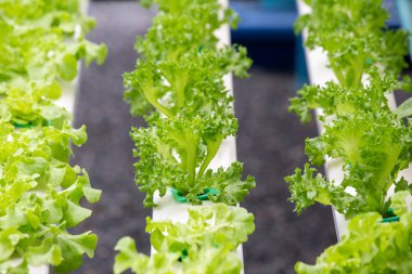 Organik çiftlikte Organik Sebzeler, gündüz sebze çiftliği.