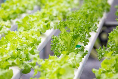 Organik çiftlikte Organik Sebzeler, gündüz sebze çiftliği.