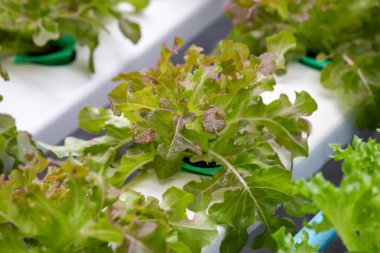 Organik çiftlikte Organik Sebzeler, gündüz sebze çiftliği.