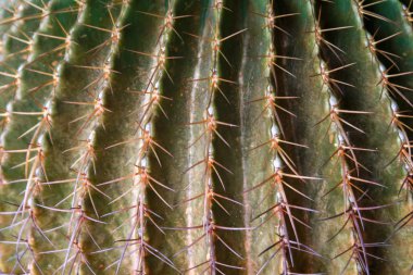 Öğle yemeğinde kaktüs çiçekleri. C Dikenleri üzerinde seçici odak