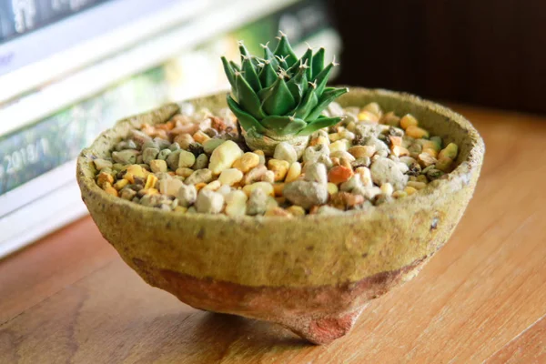 Cactus bloemen op de lunchtijd. — Stockfoto