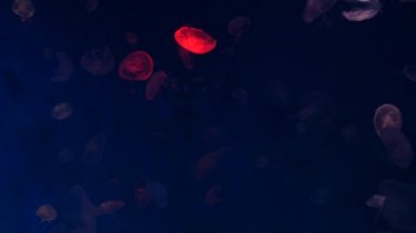 Yakın çekim denizanası, Medusa fish tank neon ışık ile. Denizanası genellikle saydamdır jellylike bell - veya daire biçimli bir vücut ile free-swimming deniz coelenterate olduğunu.