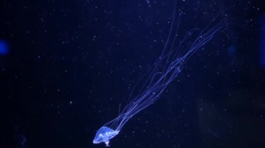Yakın çekim denizanası, Medusa fish tank neon ışık ile. Denizanası genellikle saydamdır jellylike bell - veya daire biçimli bir vücut ile free-swimming deniz coelenterate olduğunu.