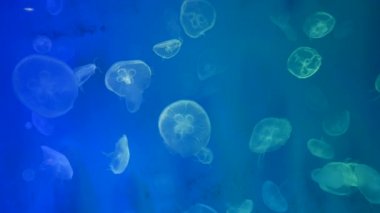 Yakın çekim denizanası, Medusa fish tank neon ışık ile. Denizanası genellikle saydamdır jellylike bell - veya daire biçimli bir vücut ile free-swimming deniz coelenterate olduğunu.