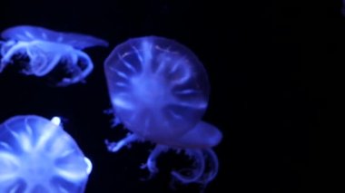 Yakın çekim denizanası, Medusa fish tank neon ışık ile. Denizanası genellikle saydamdır jellylike bell - veya daire biçimli bir vücut ile free-swimming deniz coelenterate olduğunu.