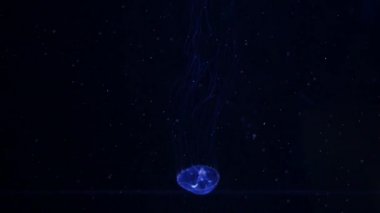 Yakın çekim denizanası, Medusa fish tank neon ışık ile. Denizanası genellikle saydamdır jellylike bell - veya daire biçimli bir vücut ile free-swimming deniz coelenterate olduğunu.
