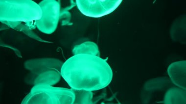 Yakın çekim denizanası, Medusa fish tank neon ışık ile. Denizanası genellikle saydamdır jellylike bell - veya daire biçimli bir vücut ile free-swimming deniz coelenterate olduğunu.