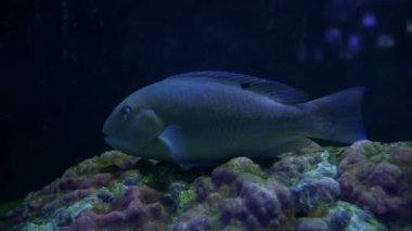 İçinde belgili tanımlık akvaryum su dekorasyon güzel balık yakın bitkiler arka plan. Renkli balık balık tank.