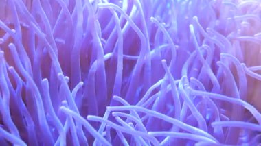 Balık ve mercan ile sualtı dünyasında güzel deniz çiçek.