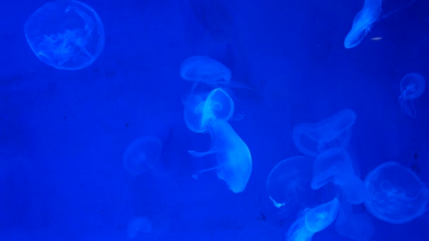 Jellyfish Primer Plano Medusa Pecera Con Luz Neón Las Medusas — Vídeos de Stock