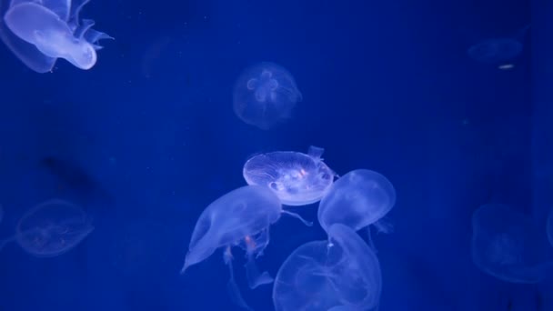 Jellyfish Primer Plano Medusa Pecera Con Luz Neón Las Medusas — Vídeos de Stock