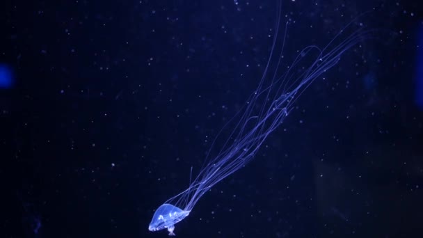 Close Jellyfish Medusa Fish Tank Neon Light Jellyfish Free Swimming — Stock Video