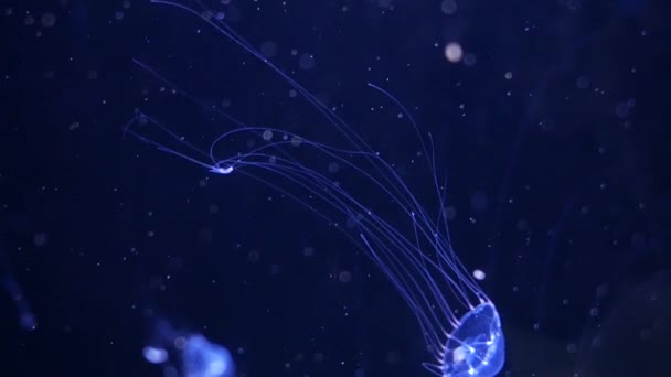 Zbliżenie Jellyfish Medusa Akwarium Neon Light Meduza Jest Wysysania Morskich — Wideo stockowe