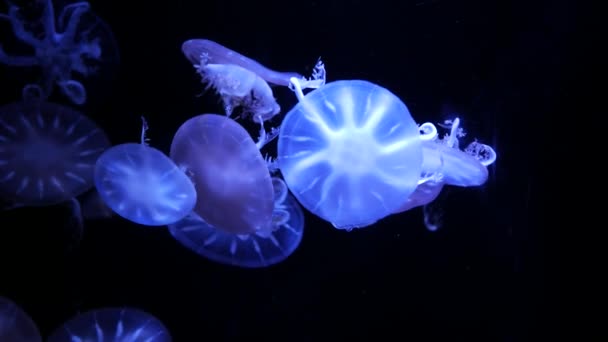 特写水母 水母在鱼缸与霓虹灯 水母是自由游泳的海洋腔肠动物与湿乎乎钟或飞碟形状的身体 通常是透明的 — 图库视频影像