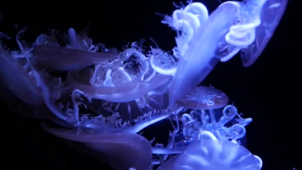 Close Jellyfish Medusa Fish Tank Neon Light Jellyfish Free Swimming — Stock Video