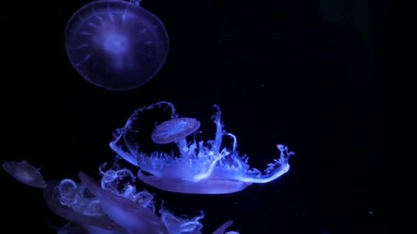 Jellyfish Close Medusa Tanque Peixe Com Luz Néon Medusa Coelenterato — Vídeo de Stock