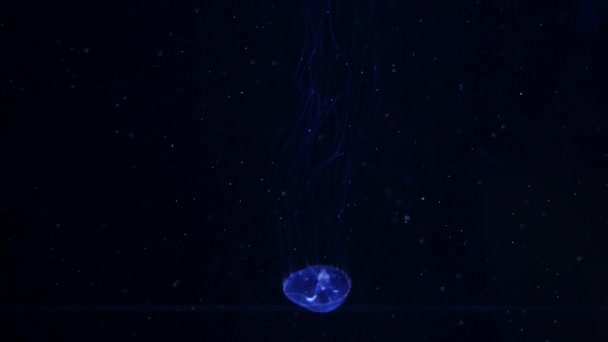 Jellyfish Primer Plano Medusa Pecera Con Luz Neón Las Medusas — Vídeos de Stock