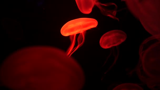 Jellyfish Primer Plano Medusa Pecera Con Luz Neón Las Medusas — Vídeos de Stock