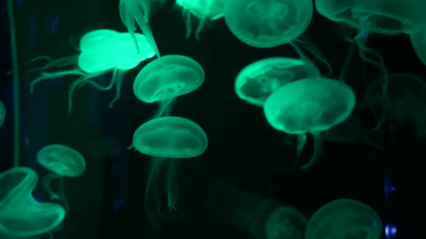 Medusa Medusa Acquario Con Luce Neon Meduse Nuoto Libero Celenterato — Video Stock