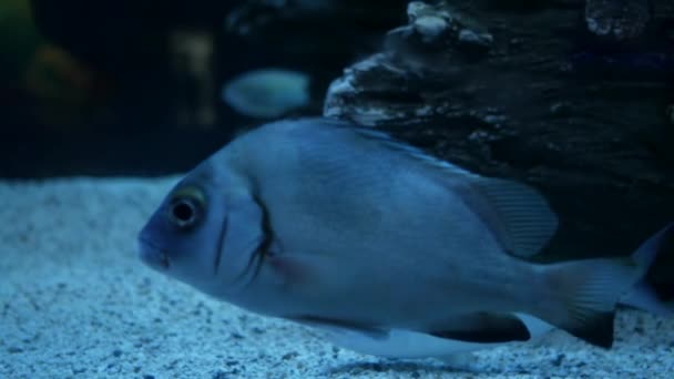 水生の装飾に水族館の美しい魚をクローズ アップ植物の背景 魚の水槽にカラフルな魚 — ストック動画