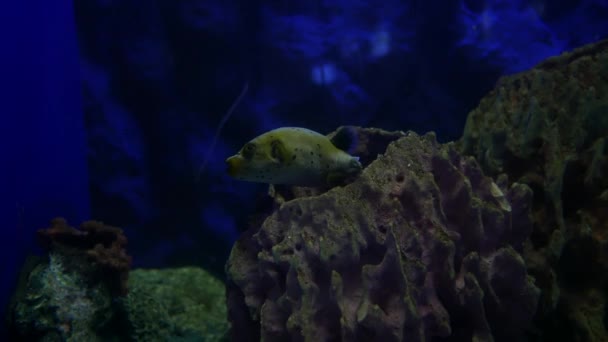 Fermer Beaux Poissons Dans Aquarium Sur Décoration Des Plantes Aquatiques — Video