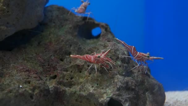 Hinge Beak Shrimp Beautiful Small Shrimp Fish Tank — Stock Video