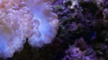 Balık ve mercan ile sualtı dünyasında güzel deniz çiçek.