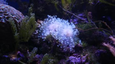 Balık ve mercan ile sualtı dünyasında güzel deniz çiçek.