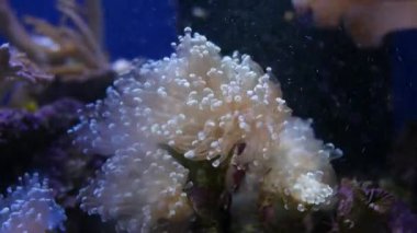 Balık ve mercan ile sualtı dünyasında güzel deniz çiçek.