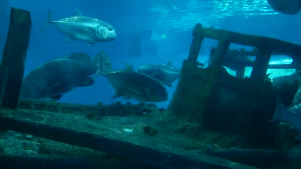 Nahaufnahme Schöner Fische Aquarium Auf Der Dekoration Von Wasserpflanzen Hintergrund — Stockvideo