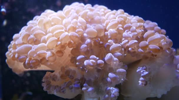 Kaunis Meri Kukka Vedenalainen Maailma Korallit Kalat — kuvapankkivideo