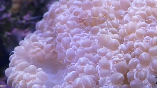 Beautiful Sea Flower Underwater World Corals Fish — Stock Video