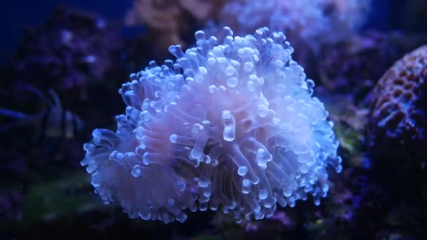 Hermosa Flor Marina Mundo Submarino Con Corales Peces — Vídeos de Stock