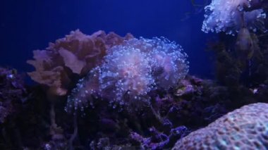 Balık ve mercan ile sualtı dünyasında güzel deniz çiçek.