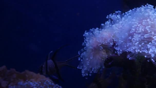 Bellissimo Fiore Mare Nel Mondo Sottomarino Con Coralli Pesci — Video Stock