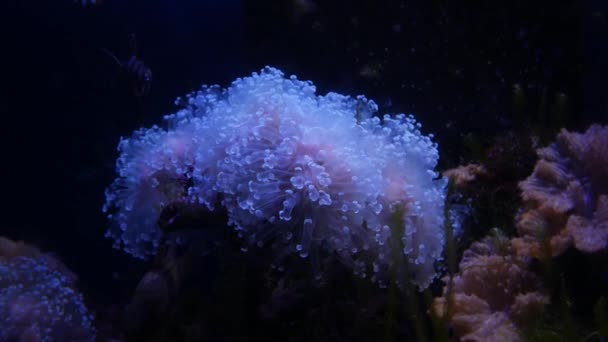 Gyönyörű Tengeri Halak Korallok Víz Alatti Világ Virág — Stock videók