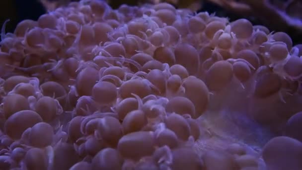 Hermosa Flor Marina Mundo Submarino Con Corales Peces — Vídeo de stock